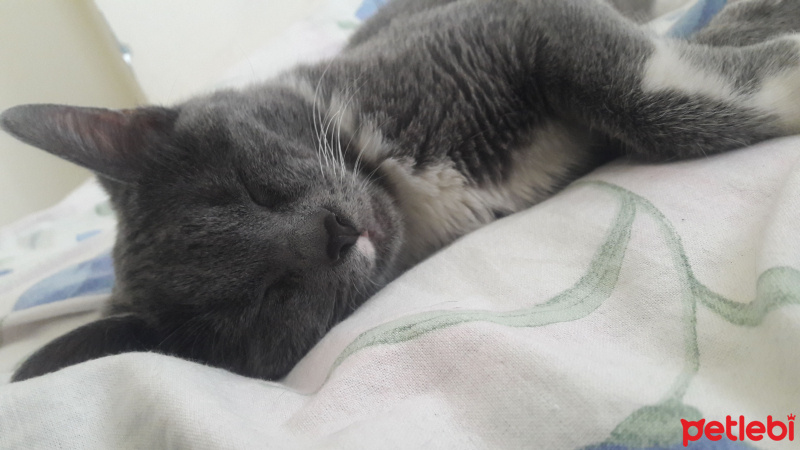 Korat, Kedi  Zeyna fotoğrafı