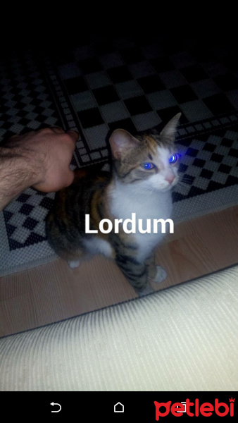 Tekir Kedi, Kedi  Cacik fotoğrafı
