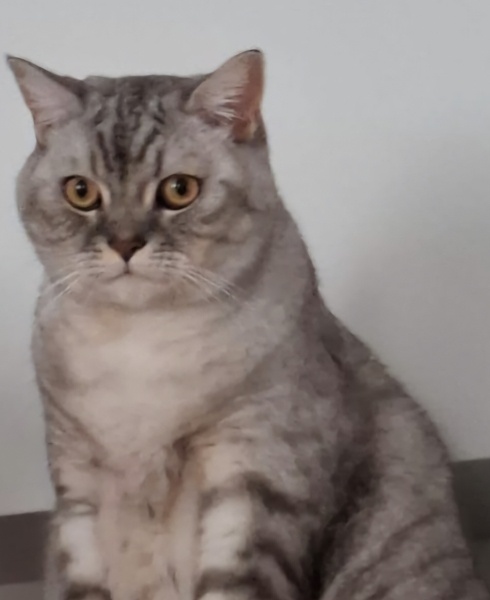 British Shorthair, Kedi  Çıta fotoğrafı