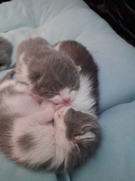 Siyam Kedisi, Kedi  ASYA fotoğrafı