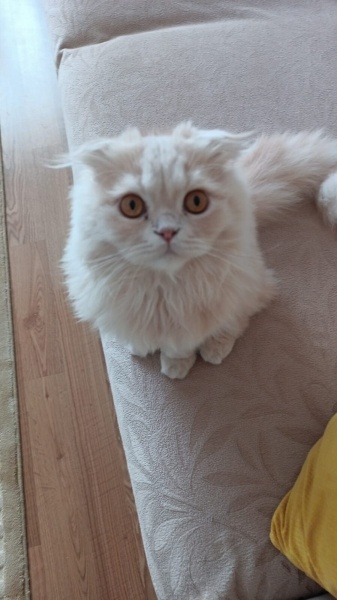 İran Kedisi (Persian), Kedi  Aslan fotoğrafı