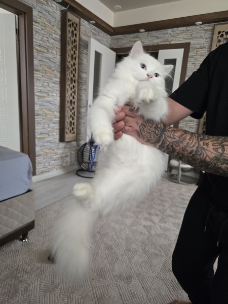 British Longhair, Kedi  Sütlaç fotoğrafı