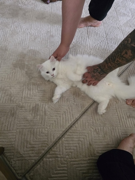 British Longhair, Kedi  Sütlaç fotoğrafı