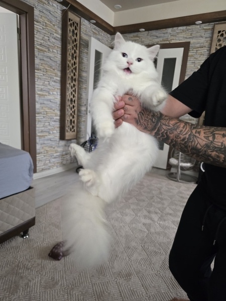 British Longhair, Kedi  Sütlaç fotoğrafı