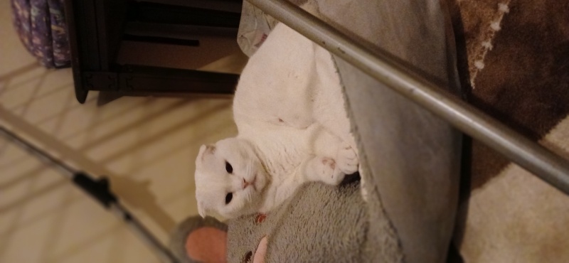 Scottish Fold, Kedi  Prenses fotoğrafı