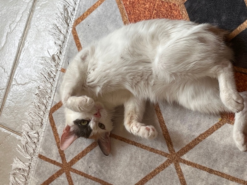 Tekir Kedi, Kedi  Venüs fotoğrafı