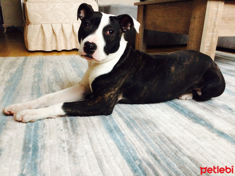 Amerikan Pitbull Terrier, Köpek  Toka fotoğrafı