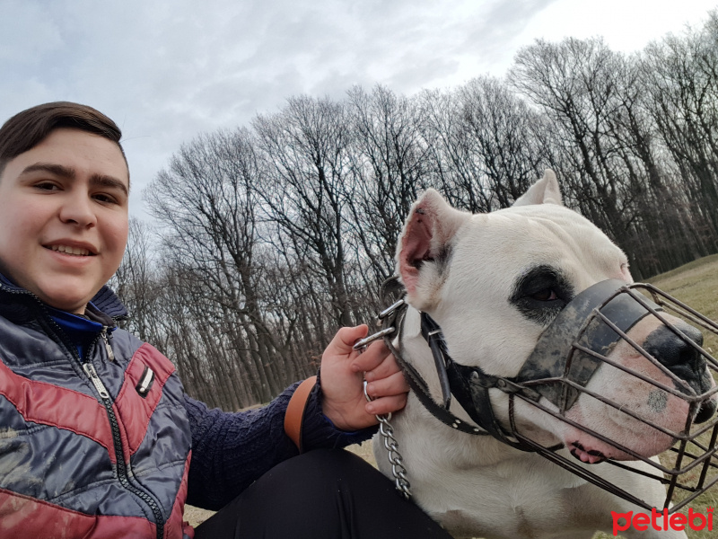 Dogo Arjantin, Köpek  Sezar fotoğrafı