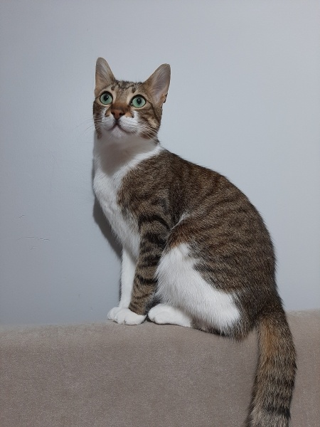 Tekir Kedi, Kedi  Timur fotoğrafı