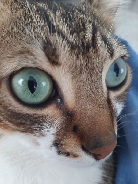 Tekir Kedi, Kedi  Timur fotoğrafı
