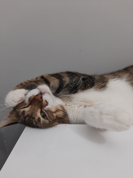 Tekir Kedi, Kedi  Timur fotoğrafı