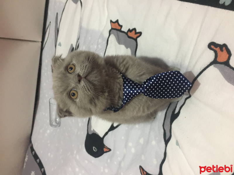 Scottish Fold, Kedi  Duman fotoğrafı