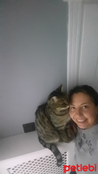 Tekir Kedi, Kedi  Murroo fotoğrafı