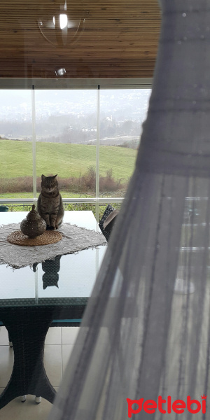 Tekir Kedi, Kedi  Murroo fotoğrafı