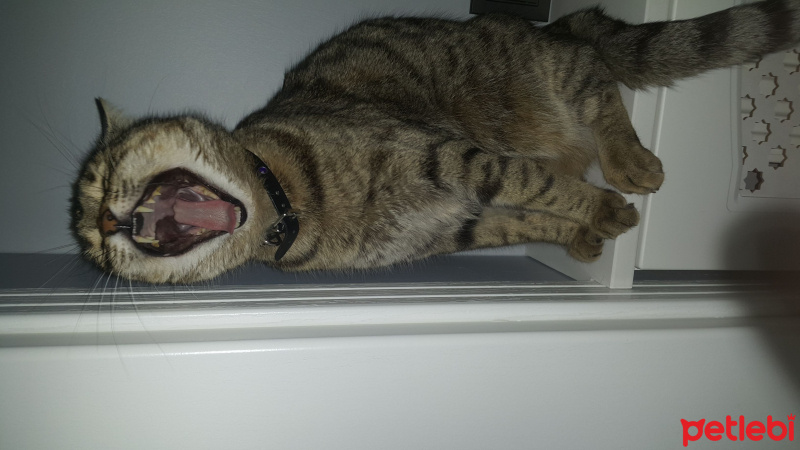 Tekir Kedi, Kedi  Murroo fotoğrafı