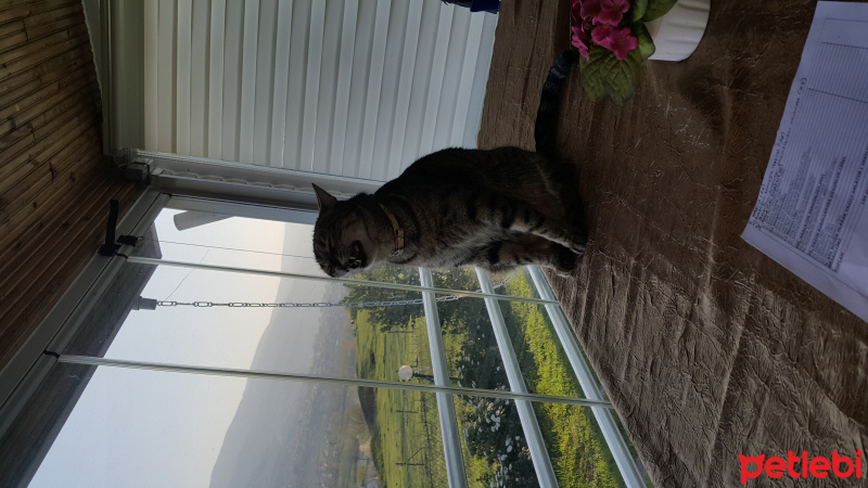 Tekir Kedi, Kedi  Murroo fotoğrafı