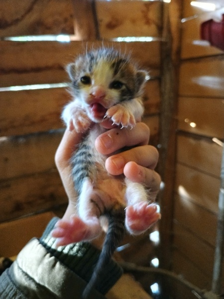 Tekir Kedi, Kedi  Çakıl fotoğrafı