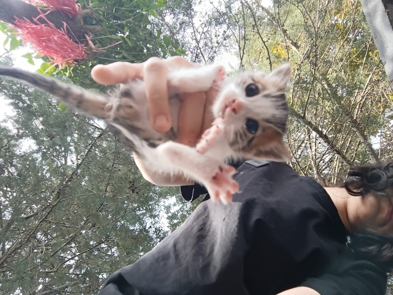 Tekir Kedi, Kedi  Çakıl fotoğrafı