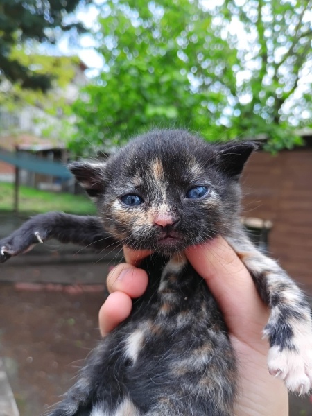 Tekir Kedi, Kedi  Orion fotoğrafı