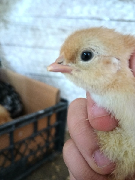 Ördek, Kuş  Ponçik fotoğrafı