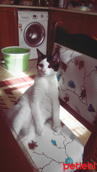 Tekir Kedi, Kedi  Gofret fotoğrafı