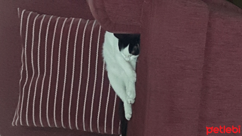 Tekir Kedi, Kedi  Gofret fotoğrafı