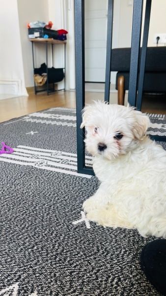 Maltese, Köpek  Suzi fotoğrafı