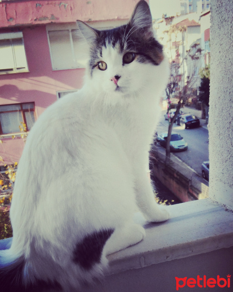Tekir Kedi, Kedi  Ciko fotoğrafı