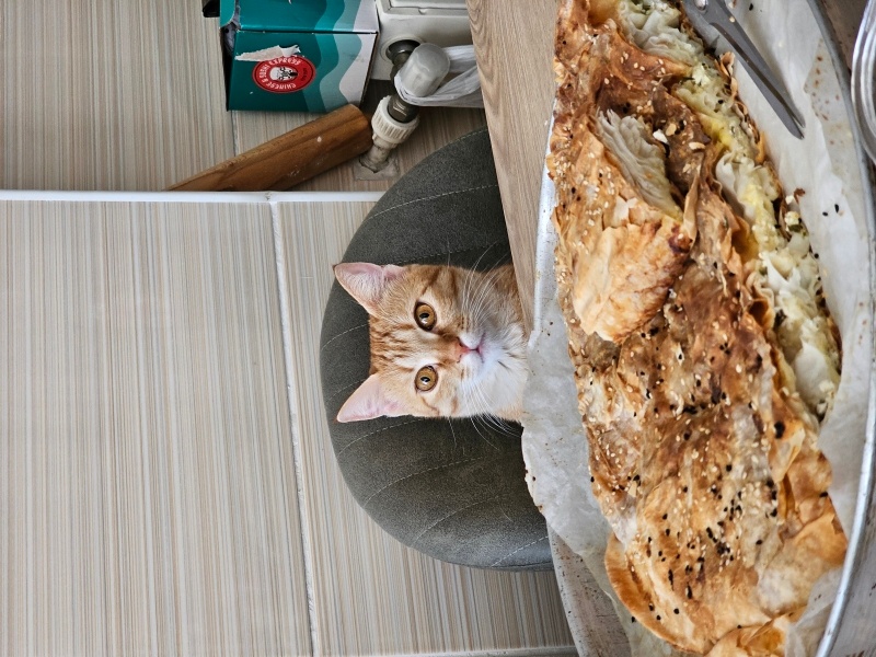 Sarman, Kedi  Mülayim fotoğrafı