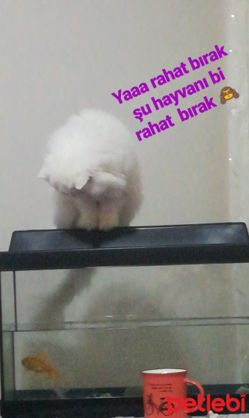 İran Kedisi (Persian), Kedi  Bal fotoğrafı