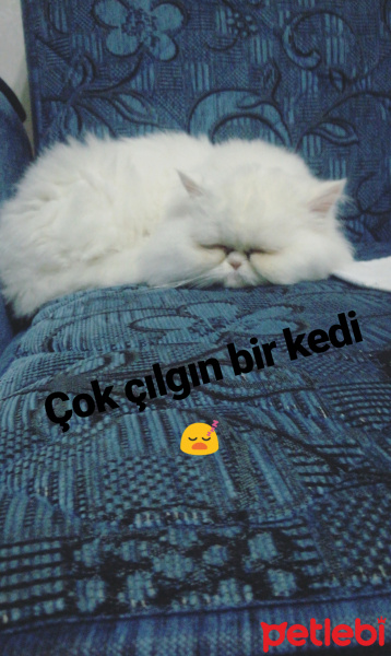 İran Kedisi (Persian), Kedi  Bal fotoğrafı