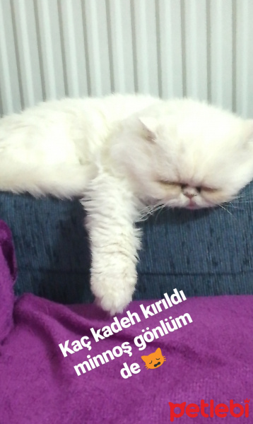 İran Kedisi (Persian), Kedi  Bal fotoğrafı