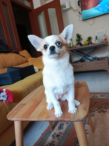 Chihuahua, Köpek  Latte fotoğrafı