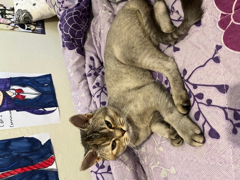 Brazilian Shorthair, Kedi  Fully fotoğrafı