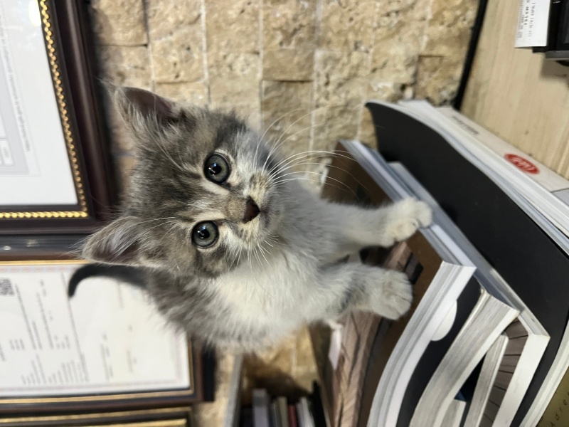 British Shorthair, Kedi  Şanslı fotoğrafı