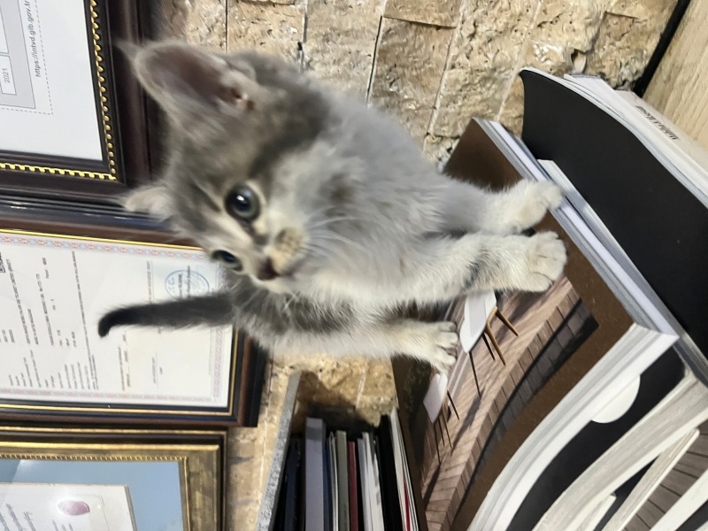 British Shorthair, Kedi  Şanslı fotoğrafı