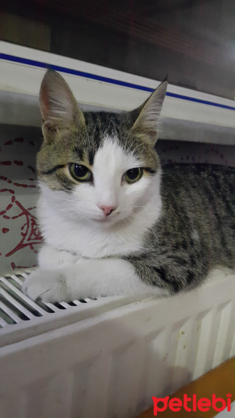 Tekir Kedi, Kedi  prenses fotoğrafı