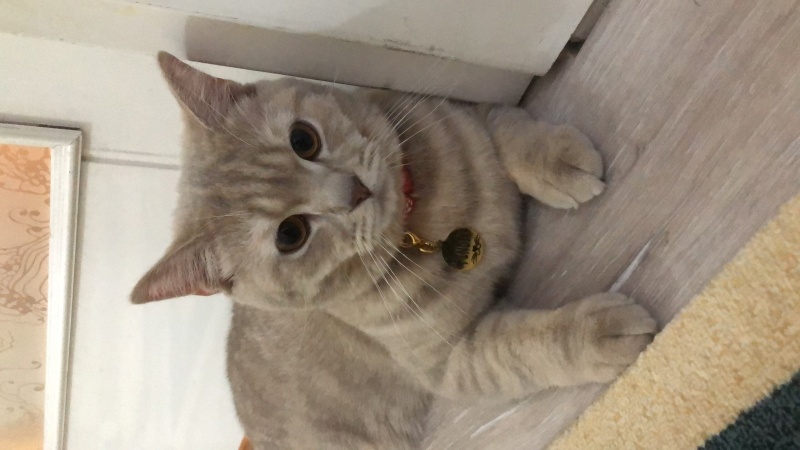 British Shorthair, Kedi  Fındık fotoğrafı