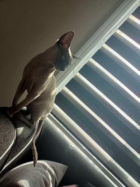 Sphynx, Kedi  Olaf fotoğrafı