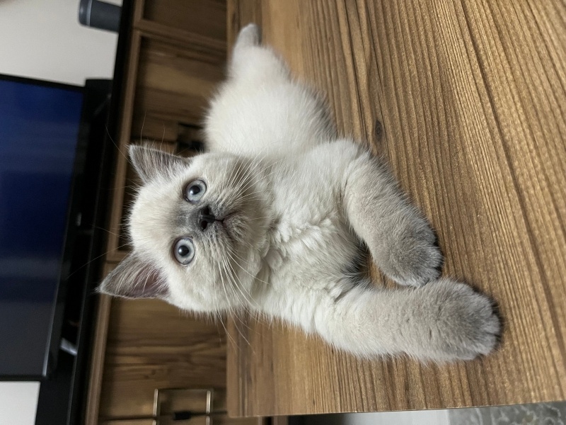 Scottish Fold, Kedi  Lokum fotoğrafı