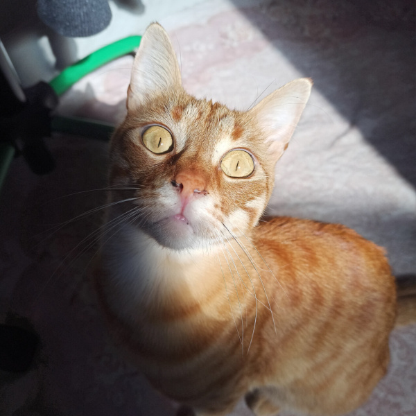 Tekir Kedi, Kedi  diego fotoğrafı