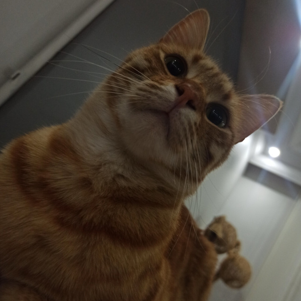 Tekir Kedi, Kedi  diego fotoğrafı