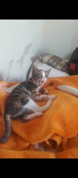 Tekir Kedi, Kedi  Kekik fotoğrafı