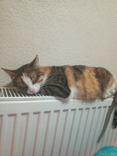 Tekir Kedi, Kedi  Kekik fotoğrafı