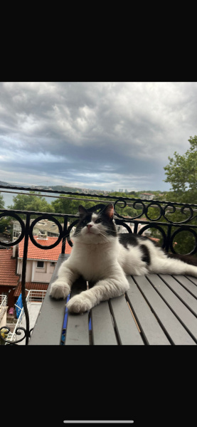 Tekir Kedi, Kedi  Benjamin fotoğrafı
