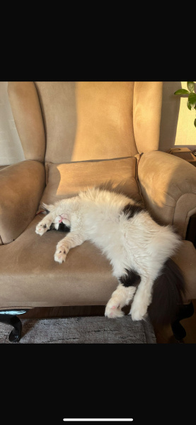 Tekir Kedi, Kedi  Benjamin fotoğrafı