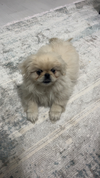Pekingese, Köpek  Rita fotoğrafı
