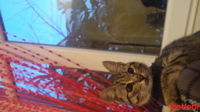 Bengal, Kedi  Gümüş fotoğrafı