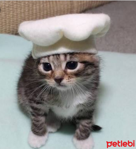 Bengal, Kedi  Gümüş fotoğrafı
