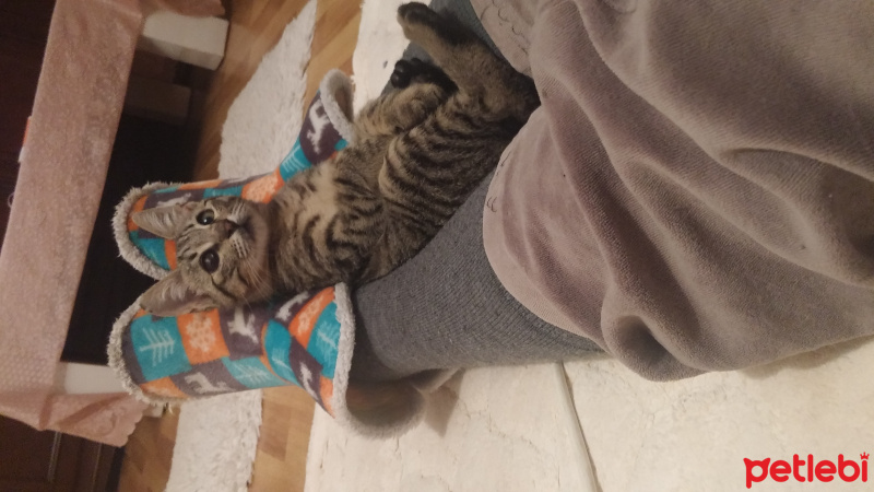Bengal, Kedi  Gümüş fotoğrafı